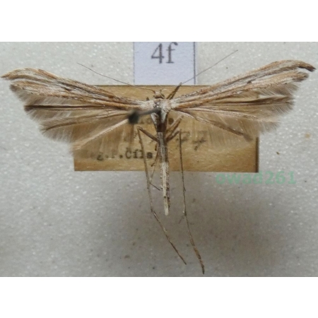 Emmelina monodactyla (Linnaeus, 1758) Piórolotek zwyczajny Czech4f